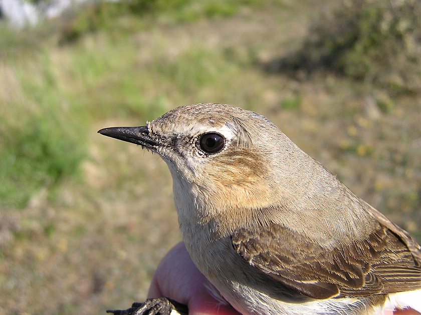 Northern Wheatear, Sundre 20110606